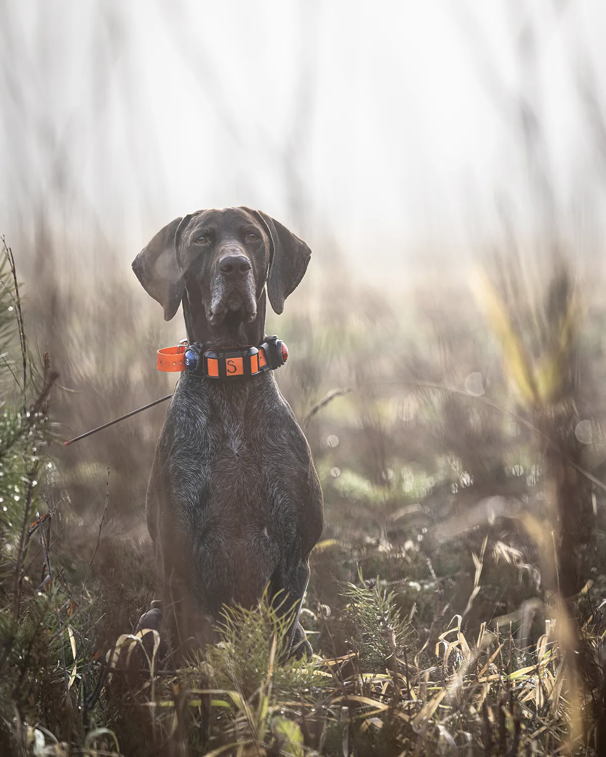 Asiakaskuva metsästyksestä
