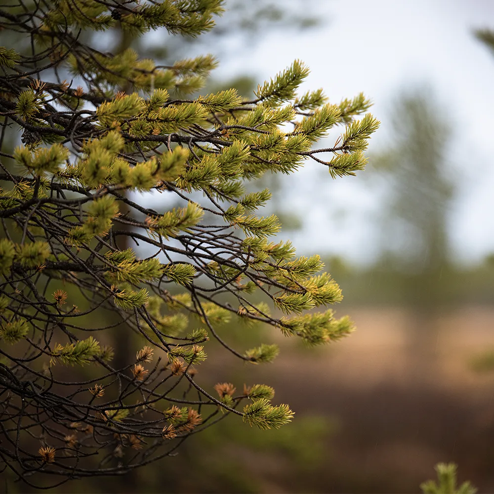 Vastuullisuuteen liittyvä maisemakuva
