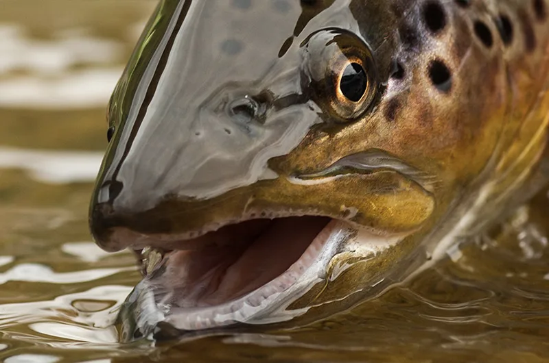 Virtavesikohde Kuusinkijoella