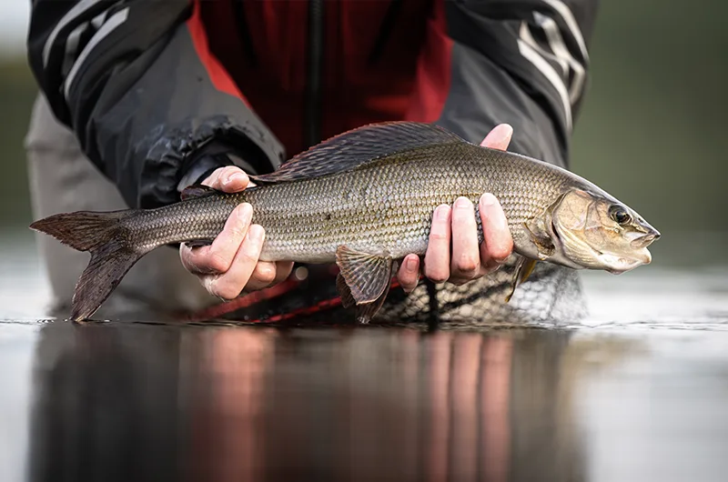 Kuusinkijoki kuntoon -hankkeen kuva