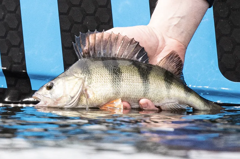 Vastuulliseen kalastukseen liittyvä kuva