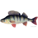 Siirry ryhmään Painotuotteet