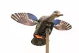 MOJO Elite Series Mini Mallard Hen - Houkutuskuvat / -kaaveet - 816740004570 - 1