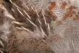 Wapsi #1 Hungarian Partridge Skin - Nahat, siivet ja päät - 762820008690 - 2