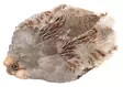 Wapsi #1 Hungarian Partridge Skin - Nahat, siivet ja päät - 762820008690 - 1