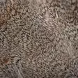 Wapsi #1 Hungarian Partridge Skin - Nahat, siivet ja päät - 762820008690 - 3