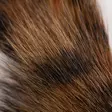 Wapsi Pine Squirrel Tail - Hännät ja häntäpalat - 40500300680 - 2
