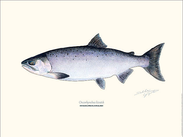 Sakke Yrjölä 30x40cm -juliste Hopealohi - Painotuotteet - 6430048501070 - 1