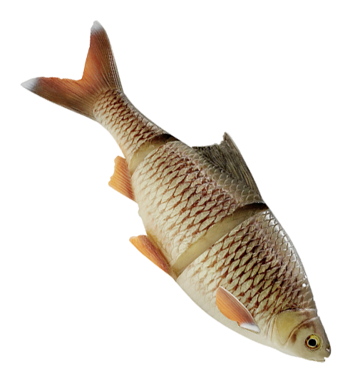 Savage Gear 4D Line Thru Roach 32cm 420g - Haukishadit yli 100g - 0407202310 - 1