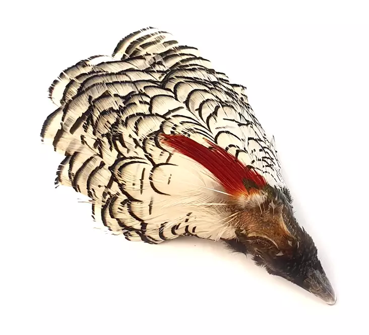 Veniard Amherst Pheasant Head No.1 - Nahat, siivet ja päät - 5056304600007 - 1