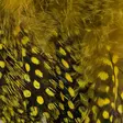 Hareline Strung Guinea Feathers - Muut sulat ja höyhenet - 40400400041 - 18