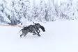 Non-stop Dogwear Bungee Leash Double - Koirien taluttimet - 7071652016421 - 5