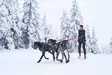 Non-stop Dogwear Bungee Leash Double - Koirien taluttimet - 7071652016421 - 4