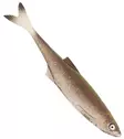 Sewro Custom Bait - Natural 12cm - Lapiopyrstöiset kalajigit - 3005202131 - 4