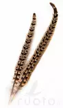 Veniard Hen Pheasant Centre Tails - Pyrstöt - 5056304604616 - 1