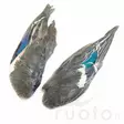 Veniard Teal Duck Wings - Nahat, siivet ja päät - 5056304604685 - 1