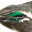 Veniard Teal Duck Wings - Nahat, siivet ja päät - 5056304604685 - 2