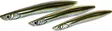 Westin Sandy Inline 24g 12cm - Taimenlusikat - 17340011 - 10