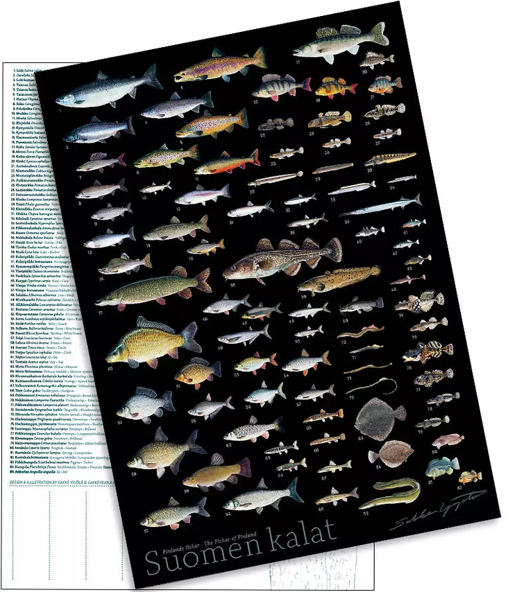 Sakke Yrjölä A4-kortti Suomen Kalat (tumma tausta) - Painotuotteet - 6430048501681 - 1