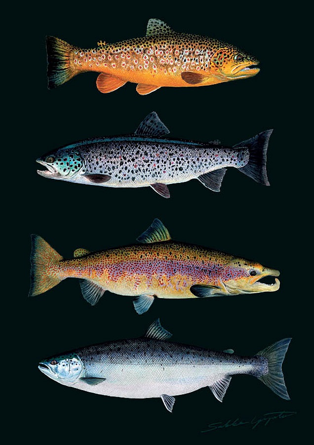 Sakke Yrjölä Lohi VS Taimen A4 -kortti - Painotuotteet - 6430048500721 - 1