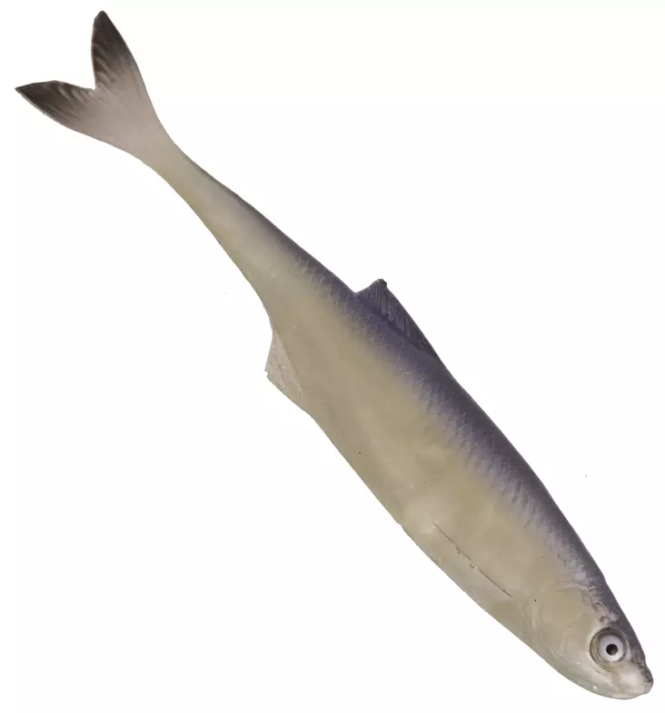 Sewro Custom Bait - Natural 12cm - Lapiopyrstöiset kalajigit - 3005202131 - 1