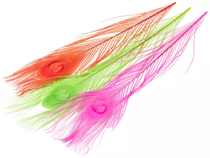 Silvergrey Peacock Eye Feathers - Muut sulat ja höyhenet - 40450300001 - 1