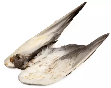 Veniard Mallard Duck Wings - Nahat, siivet ja päät - 5056304601943 - 2