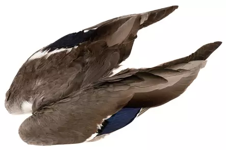 Veniard Mallard Duck Wings - Nahat, siivet ja päät - 5056304601943 - 1