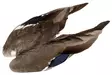 Veniard Mallard Duck Wings - Nahat, siivet ja päät - 5056304601943 - 1