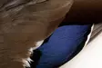 Veniard Mallard Duck Wings - Nahat, siivet ja päät - 5056304601943 - 3