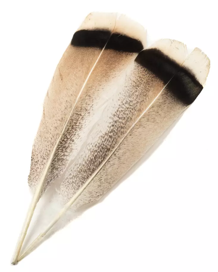 H.S.C. Turkey Tail Cinnamon - Klassiset sulat - 6438407010492 - 1