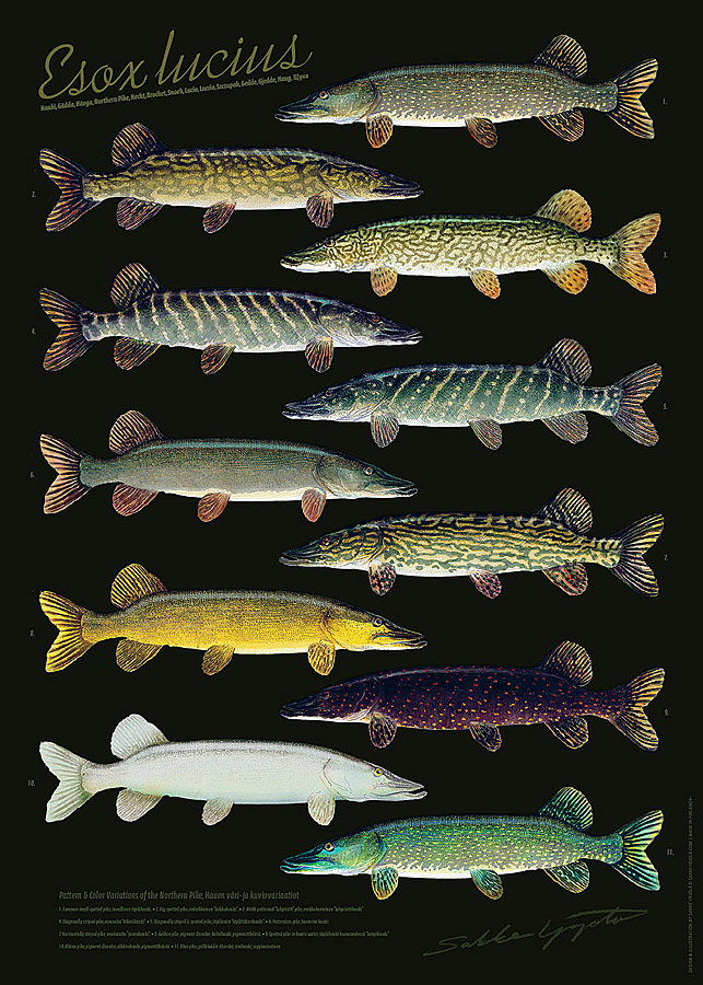 Sakke Yrjölä Hauen Variaatiot Suomessa -juliste - Painotuotteet - 6430048501742 - 1