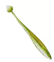 Illex Magic Finess Shad 13cm - Lapiopyrstöiset kalajigit - 2612202313 - 3