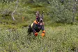 Non-stop Dogwear Protector Cover 2.0 Orange - Koiran liivit ja vaatteet - 7071652045513 - 4