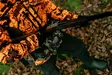Swedteam Ridge 3 jckt Desolve Fire 46 - Miesten metsästystakit - 7330144047603 - 2
