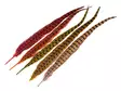 Wapsi Ringneck Pheasant Tail Feathers 1 Pair -sulkapari - Pyrstöt - 404503000033 - 1