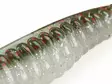 Z-Man Swimmin Trout Trick 8,7cm / 3,5" - Kelluvat jigit - 1601202223 - 5