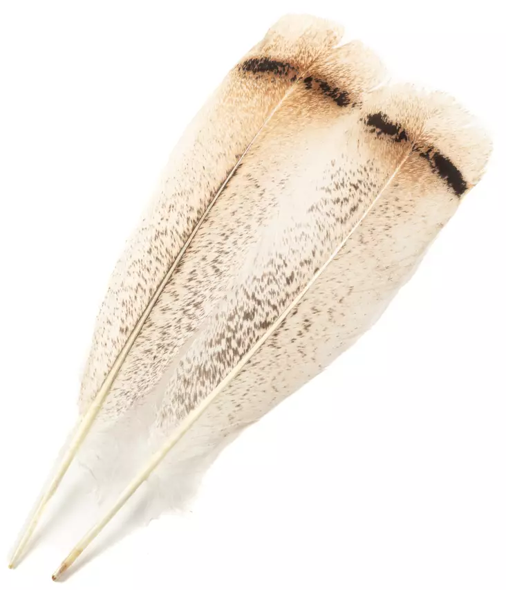 H.S.C. Turkey Tail Cream - Klassiset sulat - 6438407010423 - 1