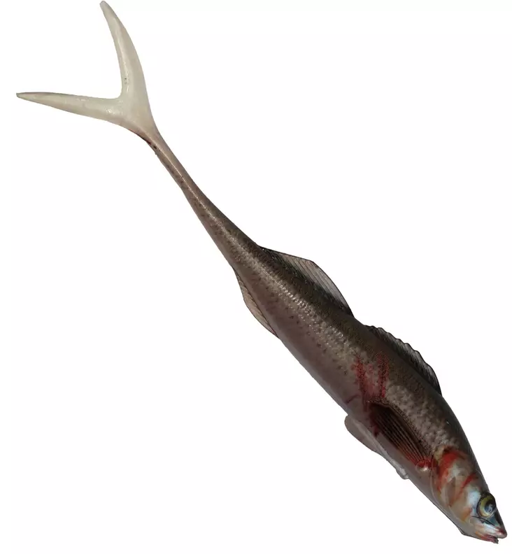 Jakki Kuha Aitokala Jigi 15cm - Lapiopyrstöiset kalajigit - 22120251773 - 1