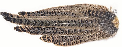 Veniard Hen Pheasant Complete Tail - Pyrstöt - 5056304604623 - 1