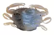 Berkley Gulp Saltwater Peeler Crab 2'' - Rapujigit ja hyönteisjäljitelmät - 26102024 - 3