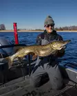 Daiwa Prorex Lazy Shad 24cm - Haukishadit yli 100g - 2510202214 - 18