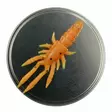 Microbite Decapod 5cm - Rapujigit ja hyönteisjäljitelmät - 34003000054 - 10