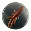 Microbite Decapod 5cm - Rapujigit ja hyönteisjäljitelmät - 34003000054 - 3