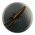 Microbite Decapod 5cm - Rapujigit ja hyönteisjäljitelmät - 34003000054 - 4