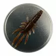 Microbite Decapod 5cm - Rapujigit ja hyönteisjäljitelmät - 34003000054 - 6