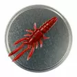 Microbite Decapod 5cm - Rapujigit ja hyönteisjäljitelmät - 34003000054 - 7
