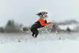 Non-stop Dogwear Protector Suit M Orange/Black - Koiran liivit ja vaatteet - 7071652045384 - 6