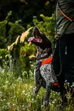 Non-stop Dogwear Protector Vest GPS 2.0 Orange - Koiran liivit ja vaatteet - 7071652044844 - 4