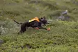 Non-stop Dogwear Protector Vest GPS 2.0 Orange - Koiran liivit ja vaatteet - 7071652044844 - 3